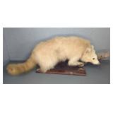 Sun Bleached Raccoon Mount on Wood Base