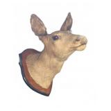 Taxidermy Deer Head Mount on Wood Plaque