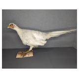 Mounted White Taxidermy Game Bird on Birch Slab
