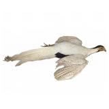 Taxidermy White and Brown Pheasant Mount