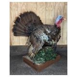 Wild Turkey Taxidermy Mount on Wood Base