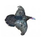 Wild Turkey Full Wing Taxidermy Wall Mount