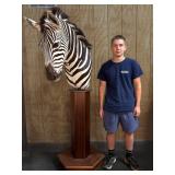 Zebra Shoulder Mount Taxidermy on Wood Pedestal
