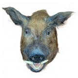 Wild Boar Head Taxidermy Mount With Tusks
