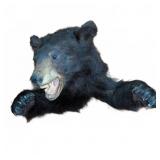 Black Bear Shoulder Mount Taxidermy with Paws