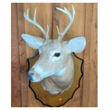 White-Tailed Deer Shoulder Mount Taxidermy Plaque