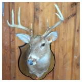 Whitetail Deer Shoulder Mount Taxidermy on Plaque