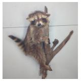 Taxidermy Small Raccoon Climbing Driftwood Mount