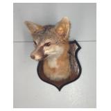 Fox Taxidermy Shoulder Mount on Plaque