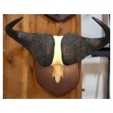 Mounted Cape Buffalo Skull and Horns on Plaque