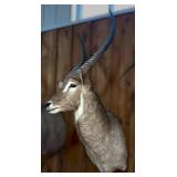 Mounted Waterbuck Shoulder Taxidermy Trophy