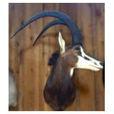 Mounted Sable Antelope Shoulder Taxidermy