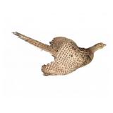 Taxidermy Female Pheasant Wall Mount on Wood Base