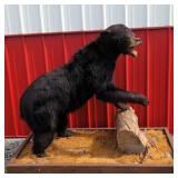 Black Bear Taxidermy Mount on Wood Base