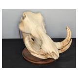 Mounted Warthog Skull with Tusks on Wood Base