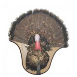 Wild Turkey Taxidermy Wall Mount Display