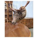 OLDER ELK MOUNT