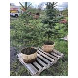 2 BLUE SPRUCE TREES