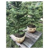 2 BLUE SPRUCE TREES