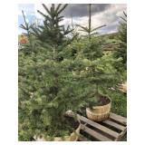 2 BLUE SPRUCE TREES