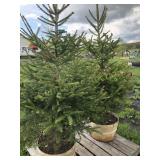 2 NORWAY  SPRUCE TREES