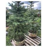 2 BLUE SPRUCE TREES