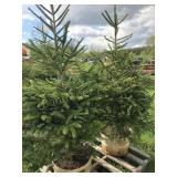 2 NORWAY SPRUCE TREES