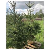 2 NORWAY SPRUCE TREES