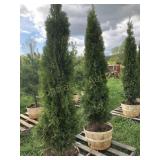 2 EMERALD GREEN ARBORVITAES