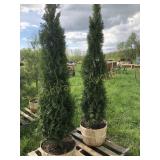 2 EMERALD GREEN ARBORVITAES