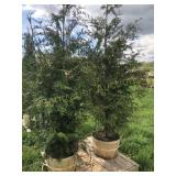 GIANT GREEN ARBORVITAES