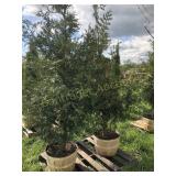 GIANT GREEN ARBORVITAES