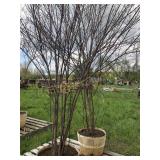 RED TWIG DOGWOOD TREES