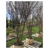 RED TWIG DOGWOOD TREES