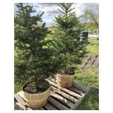 2 BLACK HILLS SPRUCE TREES