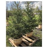 2 BLACK HILLS SPRUCE TREES