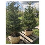 2 BLACK HILLS SPRUCE TREES