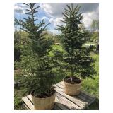 2 BLACK HILLS SPRUCE TREES