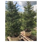 2 BLACK HILLS SPRUCE TREES