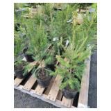 12 NORWAY SPRUCE TREES