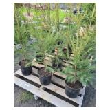 12 NORWAY SPRUCE TREES