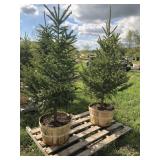 2 BLACK HILLS SPRUCE TREES