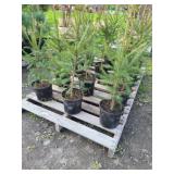 12 NORWAY SPRUCE TREES