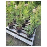 12 BLUE SPRUCE TREES