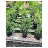 12 CANADIAN HEMLOCK TREES