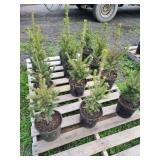12 BLACK HILLS SPRUCE TREES