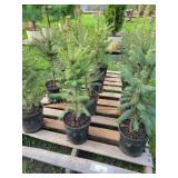 12 BLUE SPRUCE TREES
