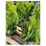 12 EMERALD GREEN ARBORVITAES