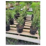 12 BLACK HILLS SPRUCE TREES