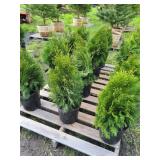 12 EMERALD GREEN ARBORVITAES
